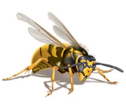 wasp-logo